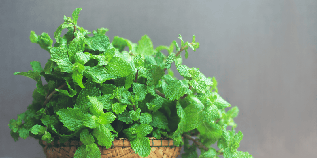 Can I use Peppermint Essential Oil undiluted?