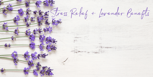 Stress Relief & Lavender – Benefits and Uses for this Powerful Plant!