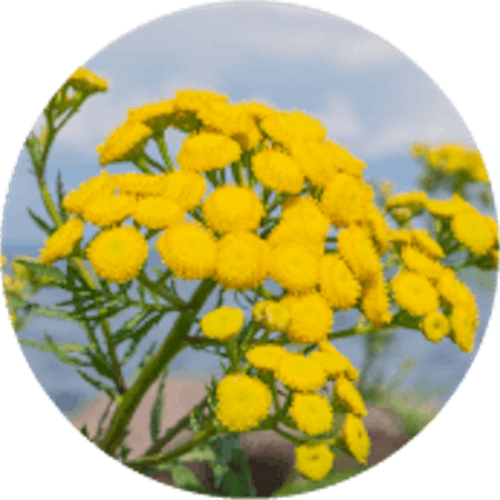 Blue Tansy