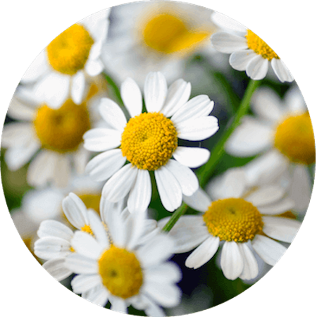 Chamomile