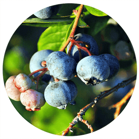 Blueberries